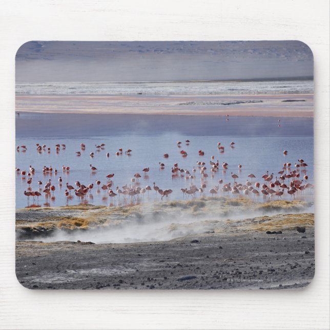 Alfombrilla De Ratón Flamingo de James, Phoenicoparrus jamesi (Frente)