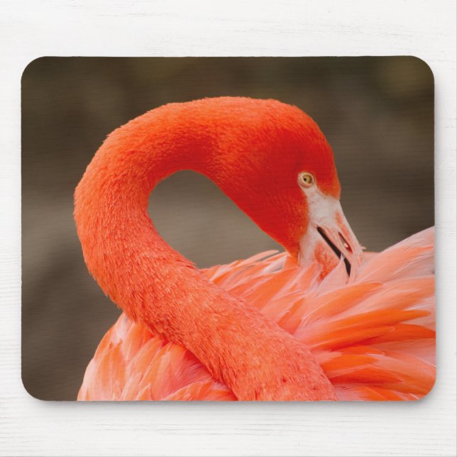 Alfombrilla De Ratón Flamingo del Caribe (Frente)