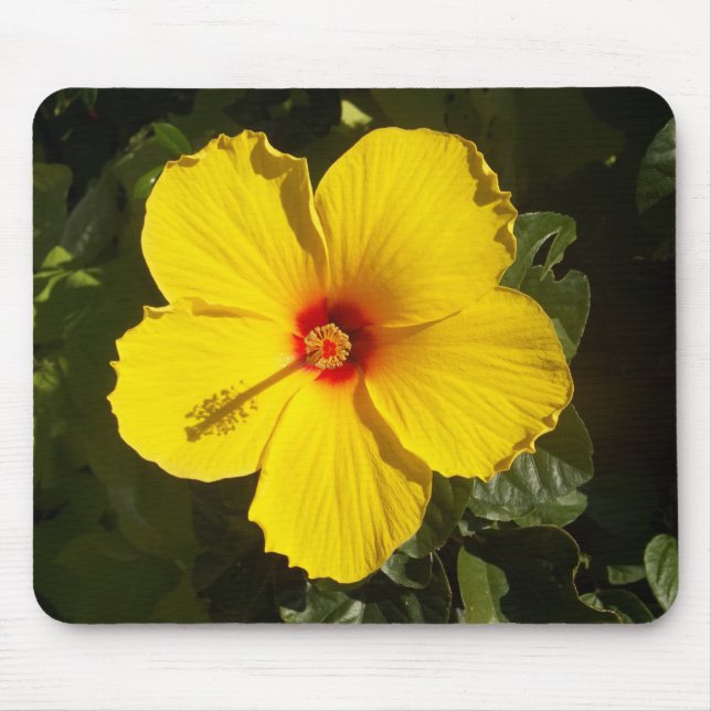 Alfombrilla De Ratón Flor amarilla hibiscus (Frente)