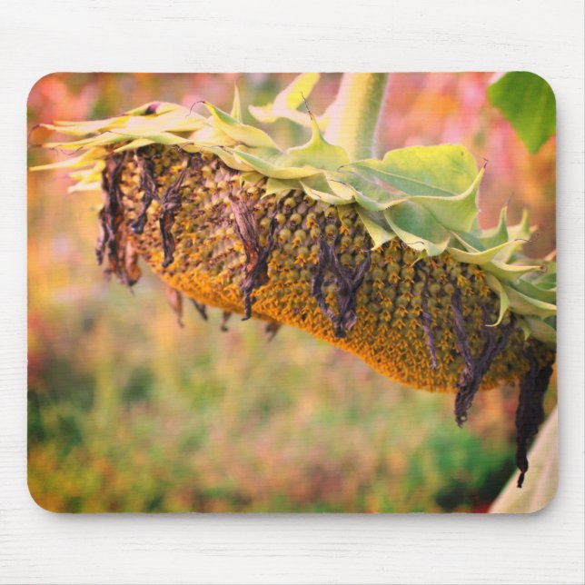 Alfombrilla De Ratón Flor de girasol desenfocada (Frente)