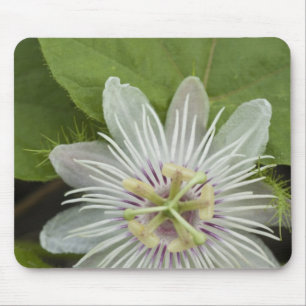 Alfombrilla De Ratón Flor de la Pasión de Galápagos Passiflora foetida