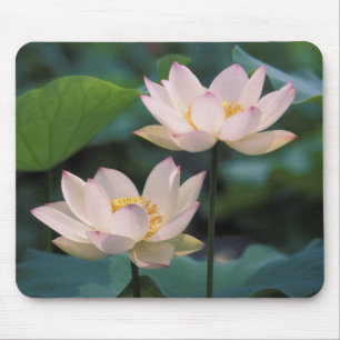 Alfombrilla De Ratón Flor de loto en flor, China
