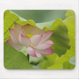 Alfombrilla De Ratón Flor de loto, Nelumbo nucifera, China