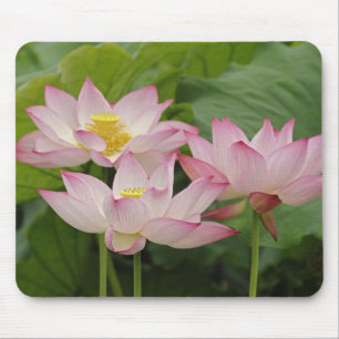 Alfombrilla De Ratón Flor de loto, Nelumbo nucifera, China 2
