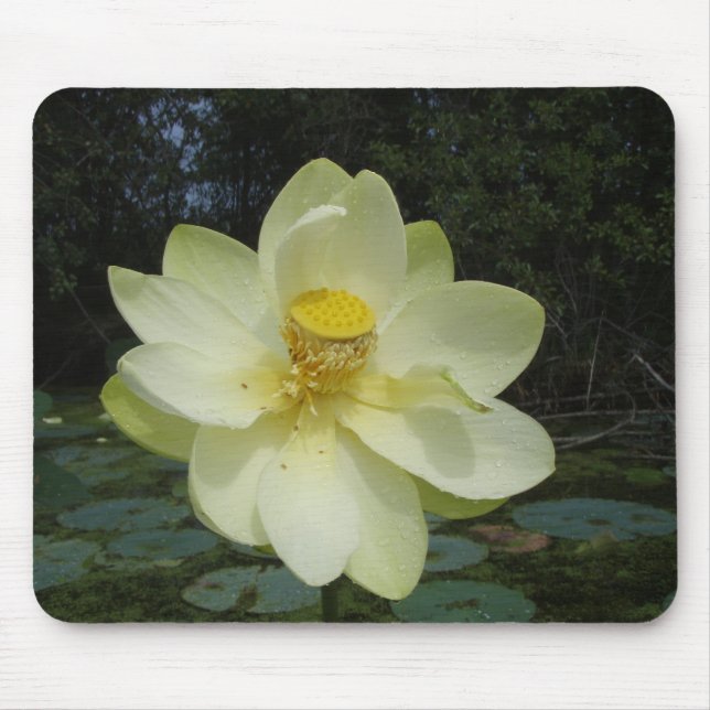 Alfombrilla De Ratón Flor de Lotus amarilla (Frente)