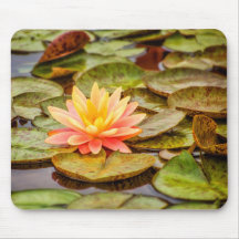 Flor de Lotus del melocotón
