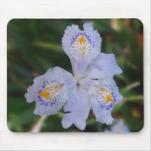 Flor de mariposa
