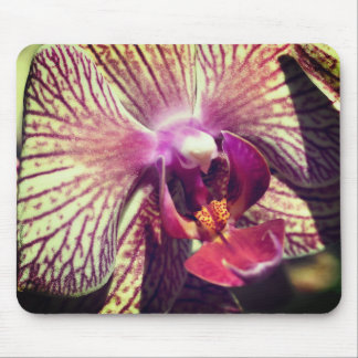 Alfombrilla De Ratón Flor de orquídeas moscas cerca