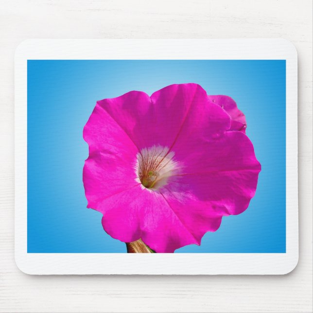 Alfombrilla De Ratón flor de petunia rosa de fondo azul. (Frente)
