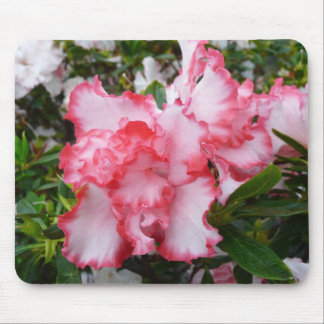 Alfombrilla De Ratón Flor de primavera de Azaleas doble roja y blanca
