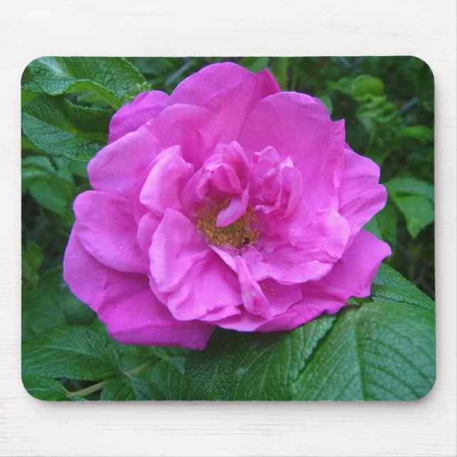 Alfombrilla De Ratón flor de rosa rosa, púrpura (Frente)
