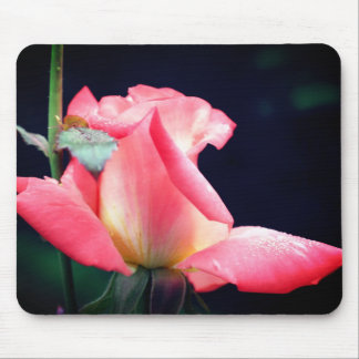 Alfombrilla De Ratón Flor deslumbrante rosa Rosebud