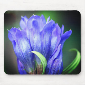 Alfombrilla De Ratón Flor gentiana azul