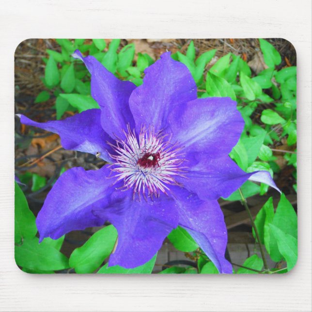Alfombrilla De Ratón Flor morada de clematis (Frente)