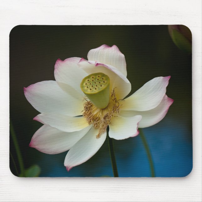 Alfombrilla De Ratón Flor Mousepad de Lotus (Frente)