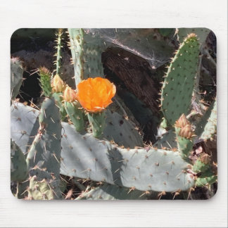 Alfombrilla De Ratón Flor naranja en un cactus en el parque Balboa