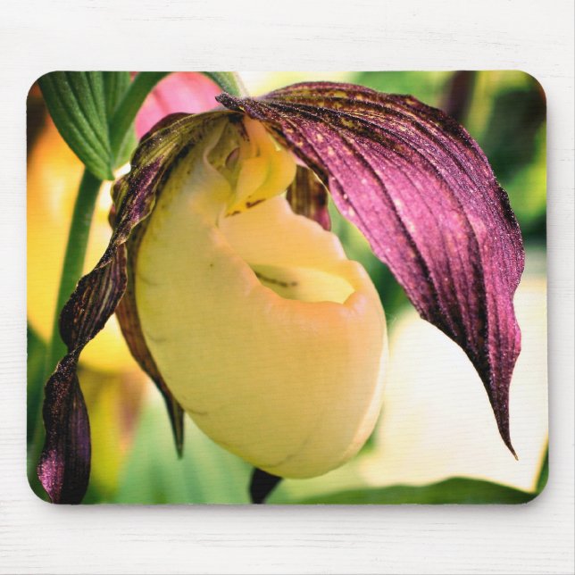 Alfombrilla De Ratón Flor Orquídea de la Mujer Blanca (Frente)