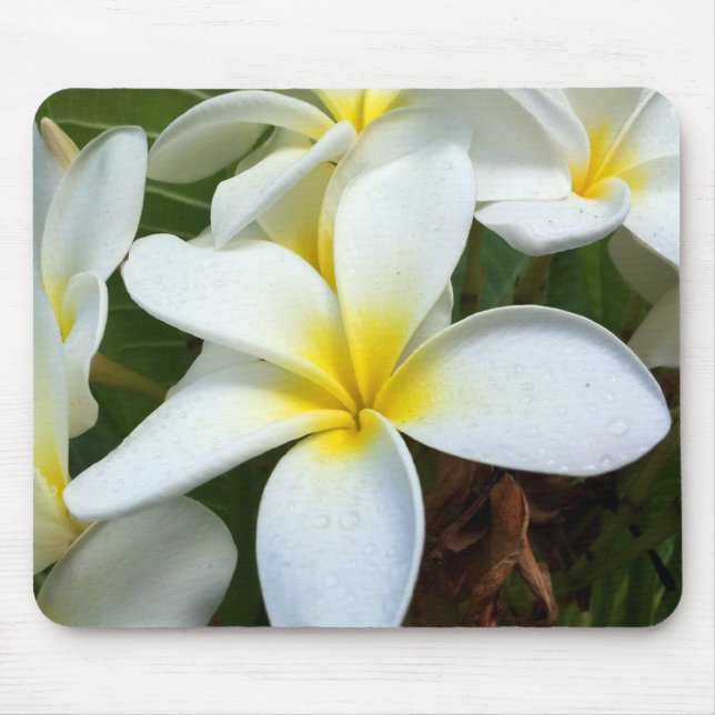 Alfombrilla De Ratón Flor Plumeria de Hawái Blanca (Frente)