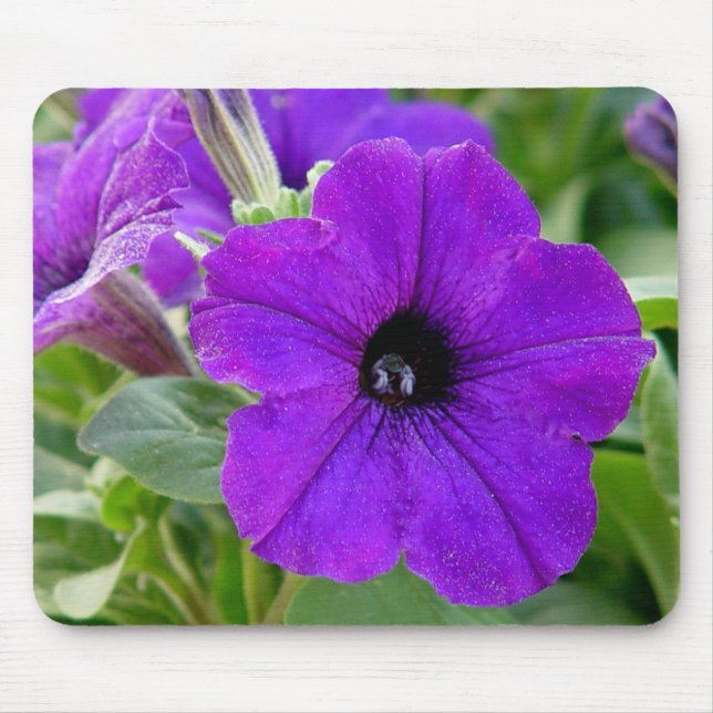 Alfombrilla De Ratón Flor púrpura Mousepad de las petunias (Frente)