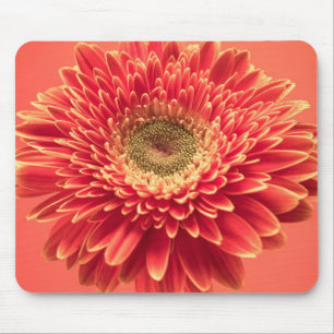 Alfombrilla De Ratón Flor roja de la margarita del Gerbera de Barberton