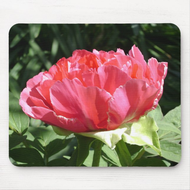 Alfombrilla De Ratón Flor rosa peony (Frente)