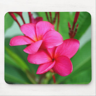 Alfombrilla De Ratón Flor rosada del Hawaiian del Frangipani del
