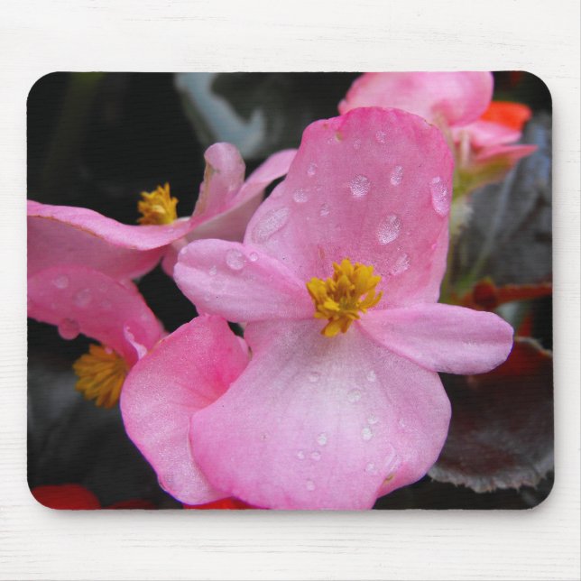 Alfombrilla De Ratón Flores de Begonia,海 棠 (Frente)
