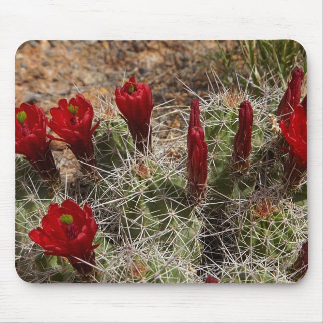 Alfombrilla De Ratón Flores de cactus de Claret Cup 2 (Frente)