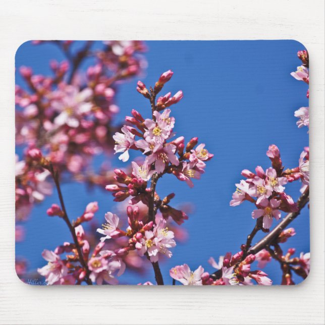 Alfombrilla De Ratón Flores de Cerezo Sakura Tocando Azul (Frente)