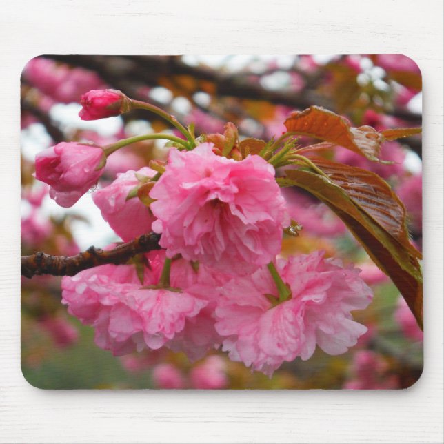 Alfombrilla De Ratón Flores de flores de cerezo rosado caliente (Frente)