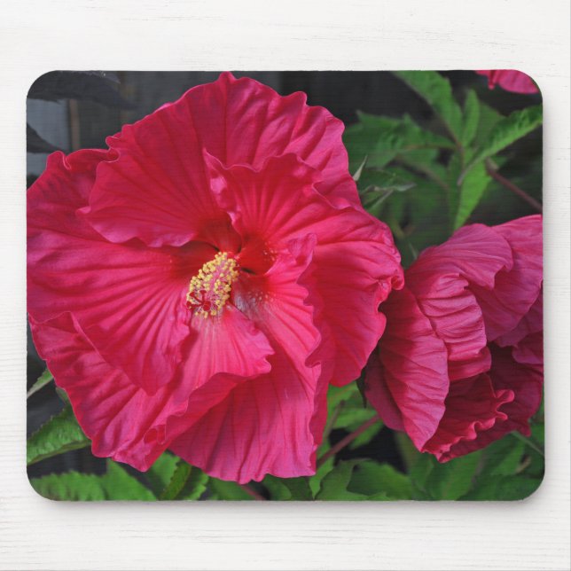 Alfombrilla De Ratón Flores de hibiscos rosas (Frente)