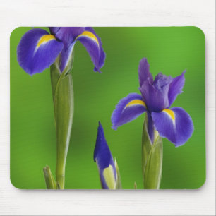 Alfombrilla De Ratón Flores de Iris