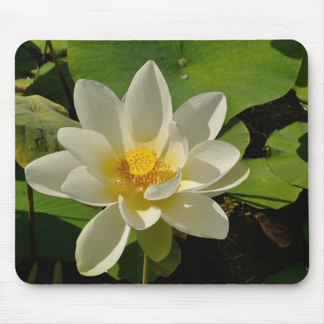 Alfombrilla De Ratón Flores de Lotus en un estanque (Frente)