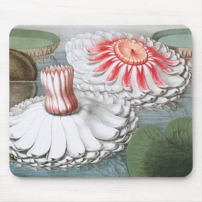 Alfombrilla De Ratón Flores de nenúfares en un estanque de jardín (Frente)