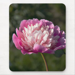 Alfombrilla De Ratón Flores de peonía rosada en primavera