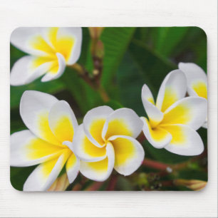 Alfombrilla De Ratón Flores de Plumeria en primer plano, Hawái