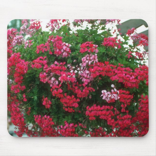 Alfombrilla De Ratón Flores del geranio de hiedra (Pelargonium (Frente)