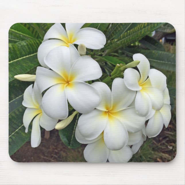 Alfombrilla De Ratón Flores del Plumeria de Hawaii (Frente)