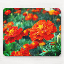 Flores en el jardín