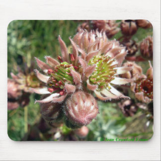 Alfombrilla De Ratón Flores Hen y Chicks (Sempervivum)