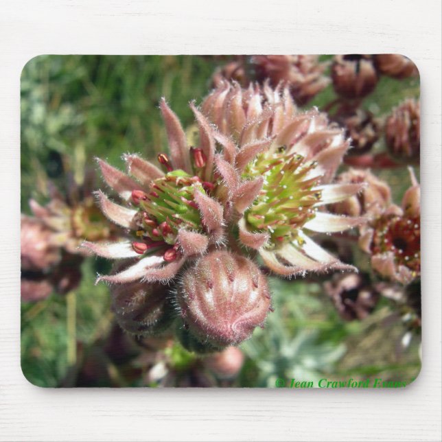 Alfombrilla De Ratón Flores Hen y Chicks (Sempervivum) (Frente)