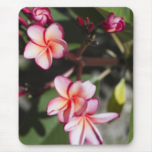 Alfombrilla De Ratón Flores rosadas del Frangipani (Frente)