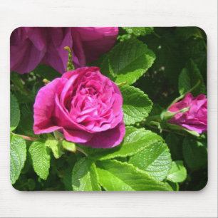 Alfombrilla De Ratón Flores rosas aromáticas rosas con hojas verdes