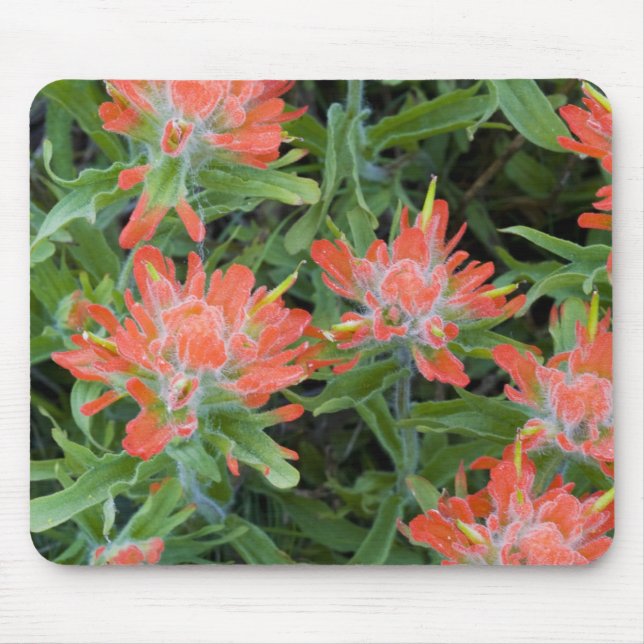 Alfombrilla De Ratón Flores silvestres de pincel indias en los muchos (Frente)