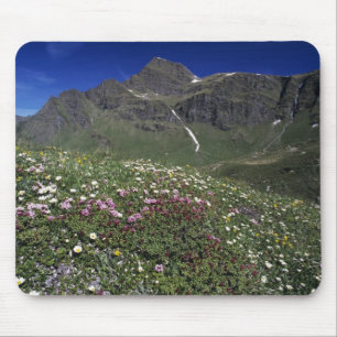 Alfombrilla De Ratón Flores silvestres, floreciendo, Alpes, Suiza