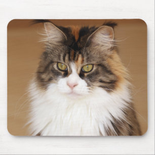 Alfombrilla De Ratón Fluffy Maine Coon Cat