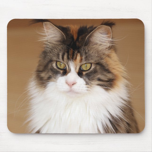 Alfombrilla De Ratón Fluffy Maine Coon Cat (Frente)