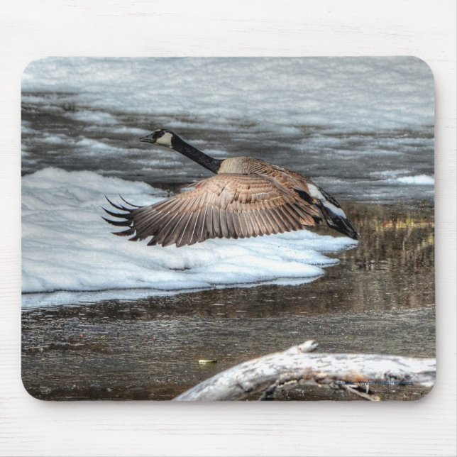 Alfombrilla De Ratón Flying Canada Goose, Pond & Snow Wildlife Photo (Frente)