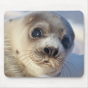 Alfombrilla De Ratón Foca de Groenlandia joven