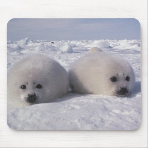Alfombrilla De Ratón Foca de Groenlandia (Phoca groenlandica) Crías de